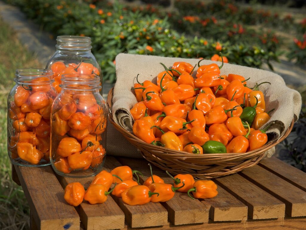 piments habanero