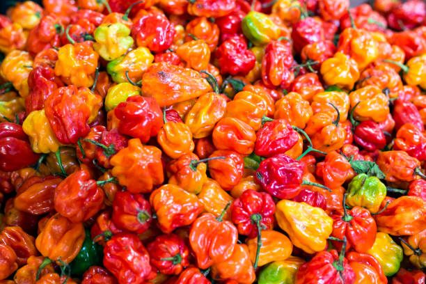 piment habanero